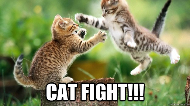 cat-fight.jpg