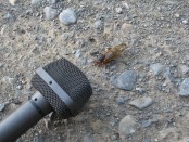 Cicada and microphone
