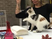 Judging of cat. Salon National de Animal Compagnie de Montreal. SNAC. Photo Rachel Levine