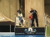 Aqua Dogs. Salon National de Animal Compagnie de Montreal. SNAC. Photo Rachel Levine