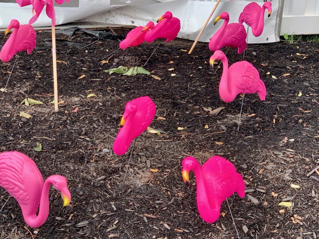 Pink Flamingos. Startup Fest. Photo Rachel Levine