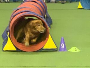 Retriever at the SNAC. Photo Rachel Levine