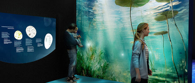 woman walking in front of aquarium with plant